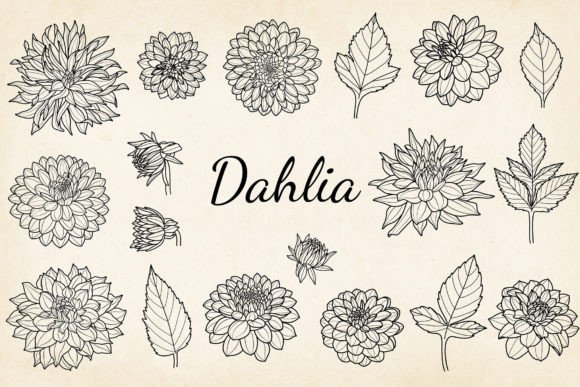 Fine Line Dahlia Graphics for Crafts & Branding