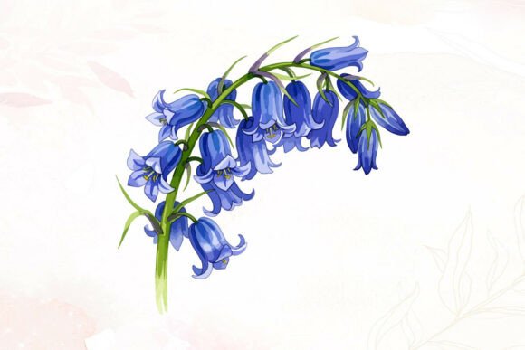 Watercolor Bluebell Flowers: Graphics & Illustrations